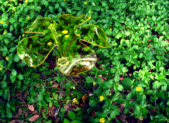 小黃花  Small Chrysanthemum