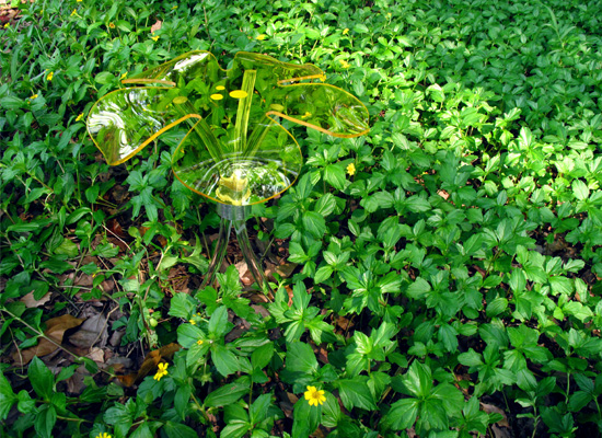 小黃花  Small Chrysanthemum